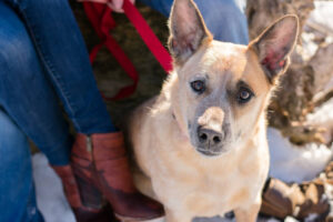 engagement photos with dog