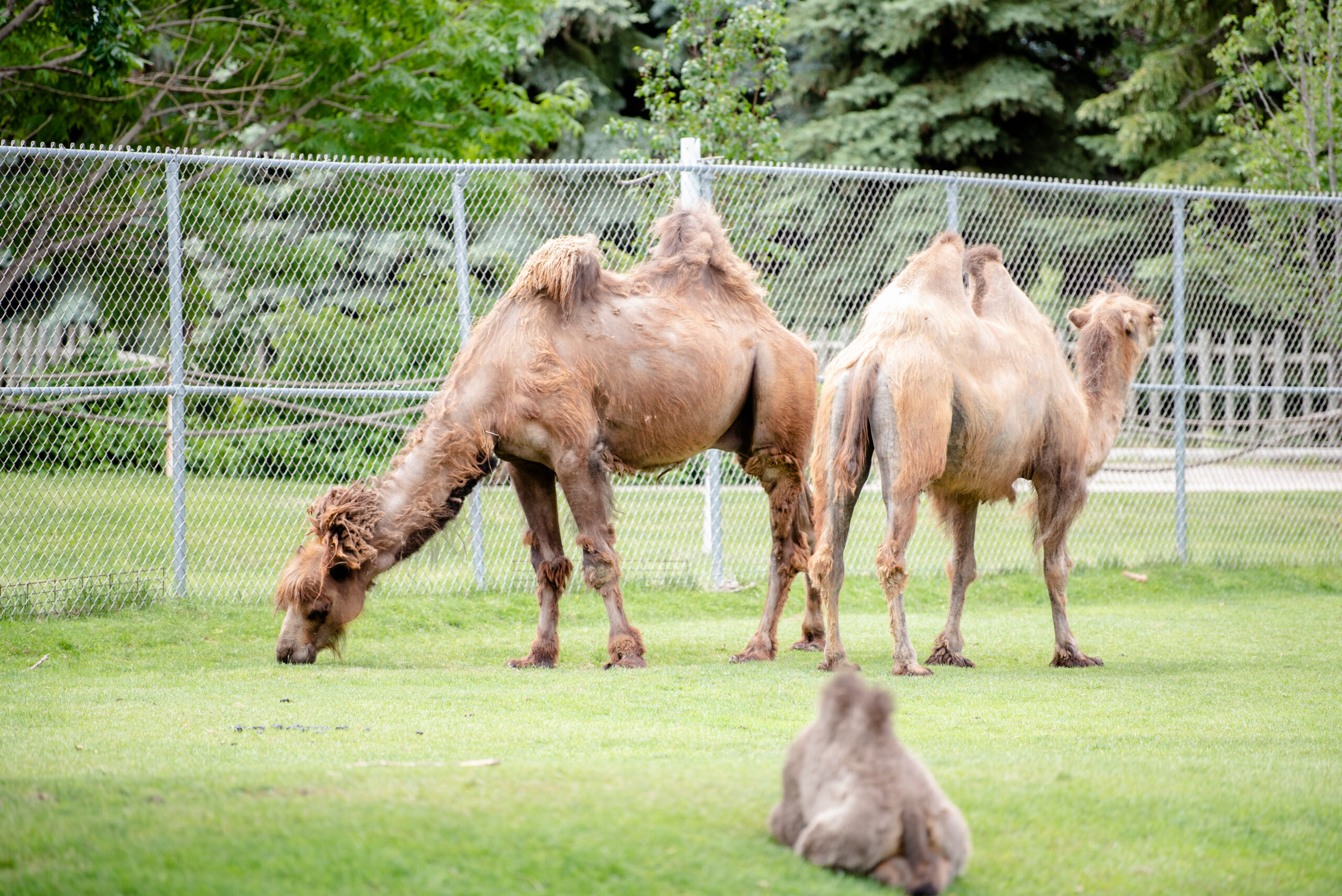 Red River Zoo Fargo North Dakota || Fargo North Dakota Wedding Photographer || Catholic Wedding Photography